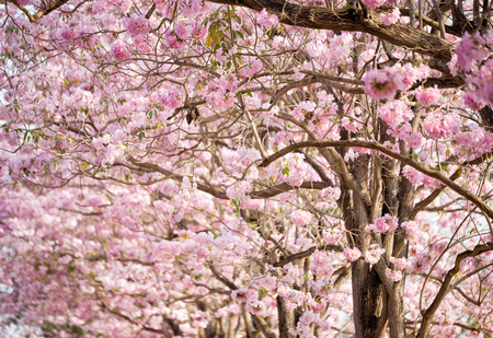 Cherry Blossom Flowers at Springtimeの写真素材