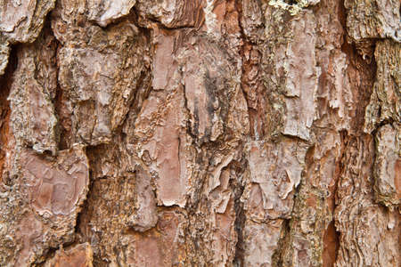Background the bark of old tree