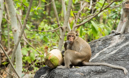 Monkey eating fresh coconus on the mountain in Thai templeの写真素材