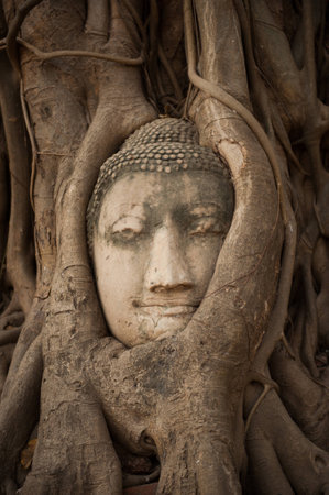 Head of Sandstone Buddha in The Tree Roots at Wat Mahathat, Ayutthaya, Thailand
