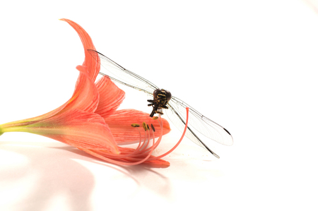 Dragonfly, flower, sight, watch the enemyの写真素材