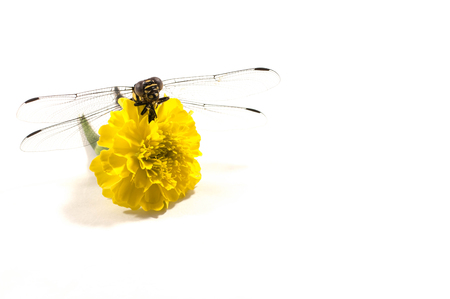 Dragonfly, white background, dragonfly pattern, food fly, colorful flowersの写真素材