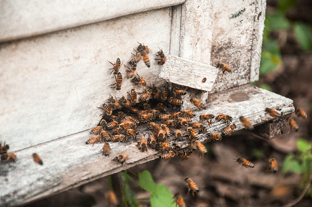 Box for beekeeping in the orchard.の写真素材