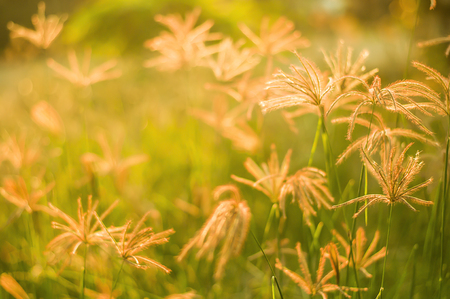 Grass, beauty work in the evening.の写真素材