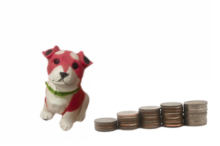 Piggy bank, ceramic dogの写真素材
