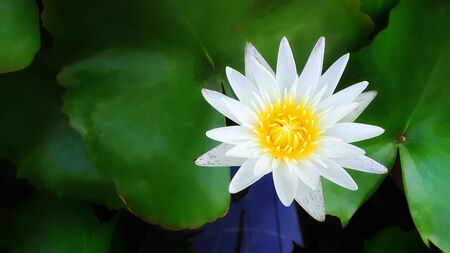 White lotus flowers and lotus leaves in the pondの写真素材