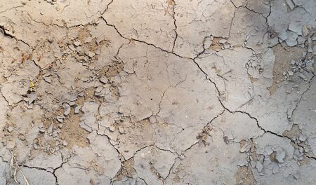 The surface is brown or arid land, the soil surface is cracked and green trees that come from arid...