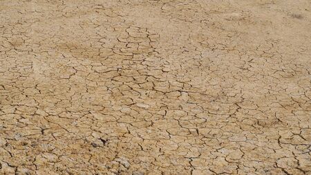 The surface is brown or arid land, the soil surface is cracked and green trees that come from arid...
