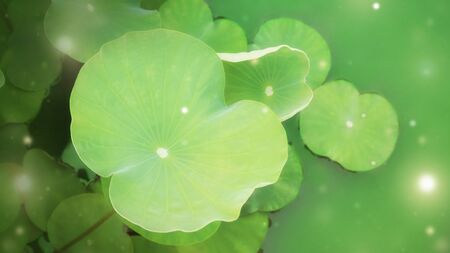 The green lotus leaf in the pond sparkles in a fantasy, mysterious and beautiful styleの写真素材
