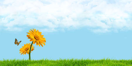 Butterflies smell of yellow flowers on the meadow, behind a cloudy sky 3d illustrationの写真素材