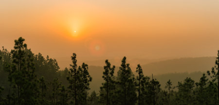 sunset in the pine forest The evening sky is orange Forest in summer 3d illustrationの写真素材