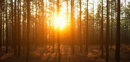 sunset in the pine forest The evening sky is orange Forest in summer 3d illustration