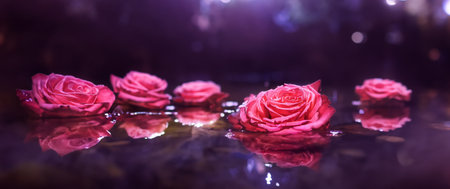 roses floating on the water mysterious romantic backgroundの写真素材