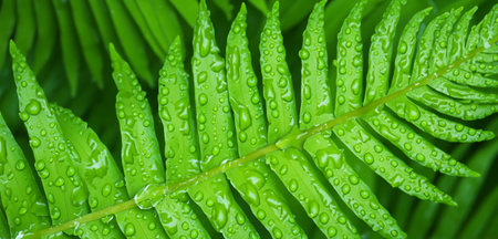 water drops on green leaves dew on leaves The brightness of plants after the rainの写真素材