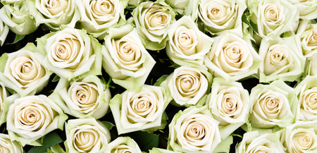 white rose blooming white flowers Group of many roses blooming at the same timeの写真素材