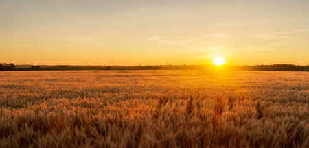 Wheat field. Panorama of nature Sunrise on the horizon of the wheat fieldの写真素材