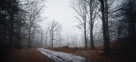 Path in the forest on a rainy day Mysterious wet forest remote countrysideの写真素材