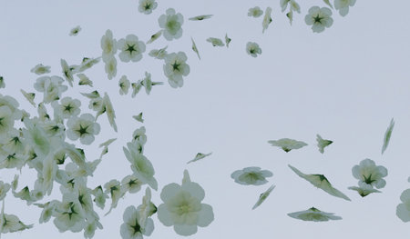Falling flowers, white flowers, floating in the air, 3D illustration backgroundの写真素材