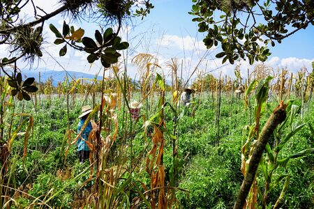 MESA DE LOS SANTOS, COLOMBIA - JANUARY 8: View of farmers working in corn field in Mesa de los Santos, Colombia on January 8, 2019.のeditorial素材