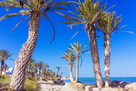 Landscape of the Mediterranean Sea with Palm Trees in the Coastal Area of Djerba in Tunisiaの写真素材