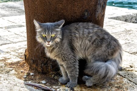 Beautiful grey cat in the street in Perast, Montenegroの写真素材
