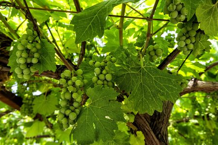 The grape vines in a garden of Praskvica Monastery, Celobrdo, Montenegroの写真素材