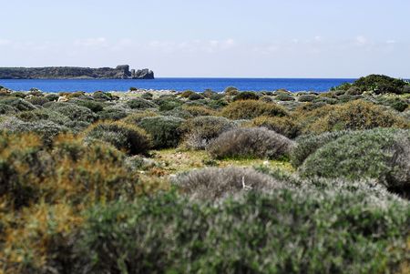 rounded plants near the shoreの写真素材