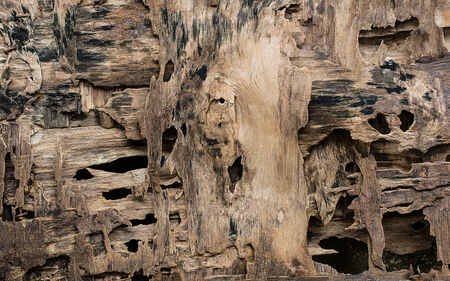 Rotten Wood or old Wood Background Textureの写真素材