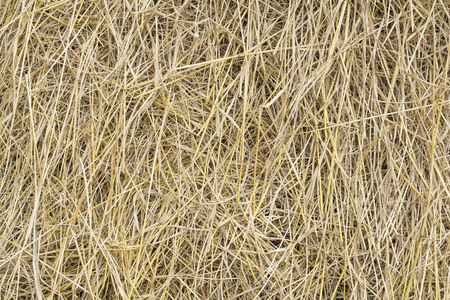 Straw after harvest in Thailandの写真素材