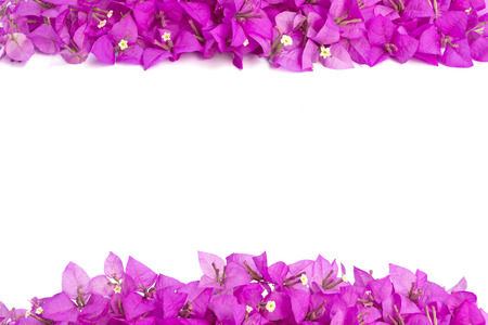 Pink Bougainvillea flower frame isolated on white background.の写真素材