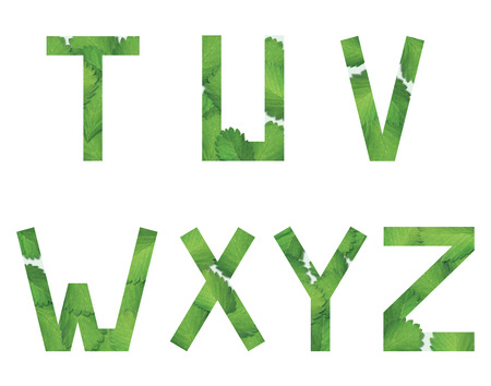 English alphabet from strawberry leaf. on white background. Alphabet lettersの写真素材