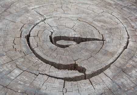 Cross section of the tree. Close-up wooden cut background. Wood texture. growth-ring.の写真素材