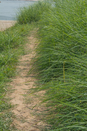 The corridor was filled with meadow.の写真素材