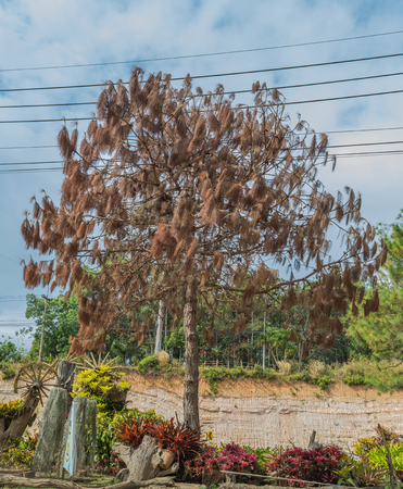 death Pine tree / dry deadの写真素材