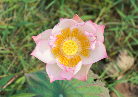 Pink Lotus flower and Lotus flower plantsの写真素材