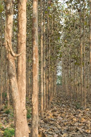 Fallen leaves on ground and teak trees forest. Corridors.の写真素材