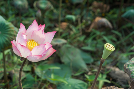 Pink Lotus flower and Lotus flower plantsの写真素材