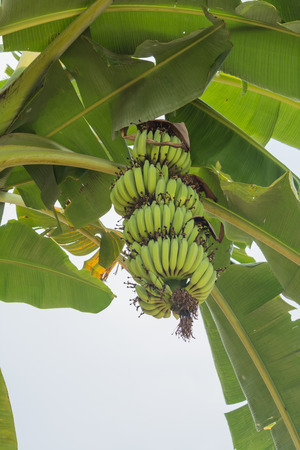 Bunch of bananas on tree. Unripe bananas in the jungle. banana leaf
の写真素材