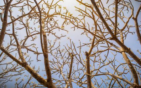 plumeria flower tree. frangipani tropical flowers.の写真素材