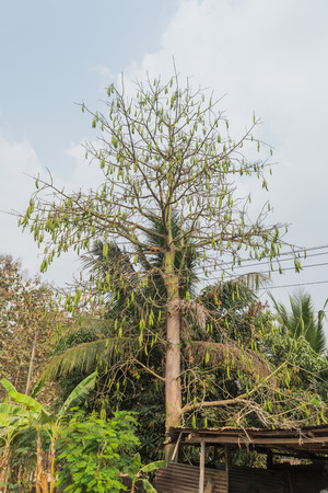 White silk cotton tree. kapok tree. Ceiba pentandraの写真素材