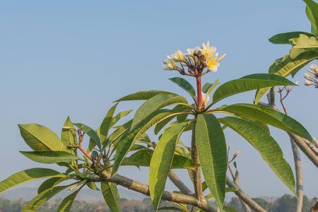 plumeria flower tree. frangipani tropical flowers.の写真素材