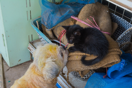 Cat and dog love, friendship, meeting, acquaintance.selective focusの写真素材