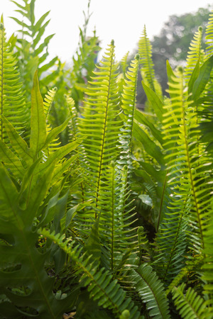 Beautiful green fern stems and leaves. Pteridophyta. selective focusの写真素材