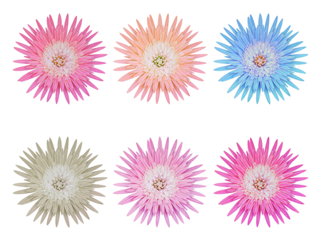 Set of flowers. Isolated on white background.の写真素材