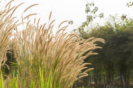 Beautiful grass flower (poaceae) with sunlight, Naturally beautiful flowers in the gardenの写真素材