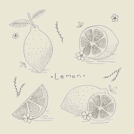 outline illustration. Lemon. Hand-painted. Lemon. Turned lemon. Isolated background.のイラスト素材