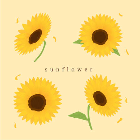 Vector illustration of flowers. Daisy. Bouquet. Daisy. Hand drawn. Isolated background.のイラスト素材