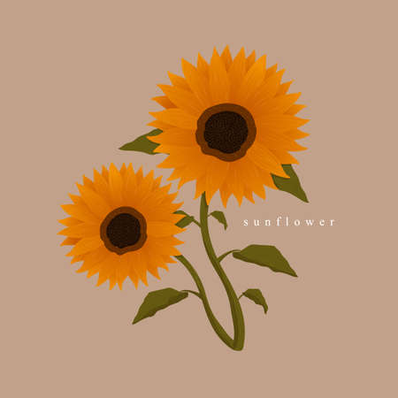 Vector illustration of flowers. Daisy. Bouquet. Daisy. Hand drawn. Isolated background.のイラスト素材