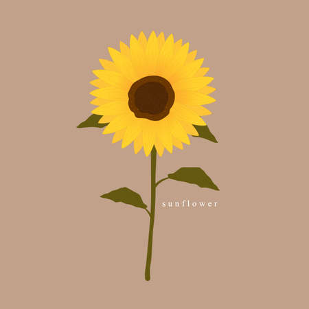 Vector illustration of flowers. Daisy. Bouquet. Daisy. Hand drawn. Isolated background.のイラスト素材