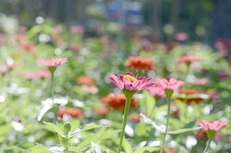 flowerの写真素材